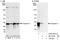 IRP antibody, A303-657A, Bethyl Labs, Immunoprecipitation image 