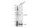 Solute Carrier Family 7 Member 11 antibody, 98051S, Cell Signaling Technology, Western Blot image 