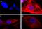 Keratin 17 antibody, 697204, BioLegend, Immunofluorescence image 