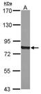 Cytochrome P450 Oxidoreductase antibody, GTX101101, GeneTex, Western Blot image 