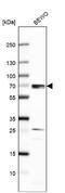 Dual specificity protein kinase CLK2 antibody, NBP2-47506, Novus Biologicals, Western Blot image 