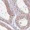 Tyrosine-protein phosphatase non-receptor type 20 antibody, HPA043337, Atlas Antibodies, Immunohistochemistry frozen image 