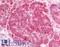 Insulin Receptor antibody, LS-A9423, Lifespan Biosciences, Immunohistochemistry frozen image 