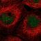 AlkB Homolog 3, Alpha-Ketoglutaratedependent Dioxygenase antibody, NBP2-55419, Novus Biologicals, Immunofluorescence image 