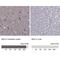 Adenylate Kinase 5 antibody, NBP1-89453, Novus Biologicals, Immunohistochemistry paraffin image 