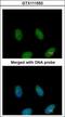 Fas Associated Factor 1 antibody, GTX111553, GeneTex, Immunofluorescence image 