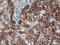 Cytochrome P450 2A6 antibody, LS-C337610, Lifespan Biosciences, Immunohistochemistry frozen image 