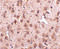 Nipsnap Homolog 3A antibody, 4947, ProSci, Immunohistochemistry paraffin image 