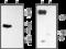 Sodium Voltage-Gated Channel Beta Subunit 2 antibody, GTX54799, GeneTex, Western Blot image 