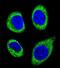 ATP/GTP Binding Protein Like 5 antibody, PA5-35072, Invitrogen Antibodies, Immunofluorescence image 