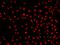 ADP Ribosylation Factor Like GTPase 6 Interacting Protein 4 antibody, 205424-T02, Sino Biological, Immunohistochemistry paraffin image 