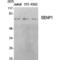 SUMO Specific Peptidase 1 antibody, LS-C386008, Lifespan Biosciences, Western Blot image 