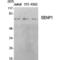 Sentrin-specific protease 1 antibody, LS-C386008, Lifespan Biosciences, Western Blot image 