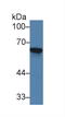 Trehalase antibody, LS-C373515, Lifespan Biosciences, Western Blot image 