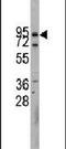 Cadherin 10 antibody, PA5-11558, Invitrogen Antibodies, Western Blot image 