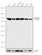 Hexokinase 1 antibody, 711777, Invitrogen Antibodies, Western Blot image 