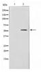 Hepatocyte Nuclear Factor 4 Alpha antibody, TA347648, Origene, Western Blot image 