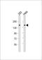 Angiomotin antibody, 60-412, ProSci, Western Blot image 