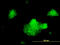 Syntaxin 5 antibody, LS-B4425, Lifespan Biosciences, Immunofluorescence image 