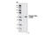 Checkpoint Kinase 2 antibody, 2197P, Cell Signaling Technology, Western Blot image 