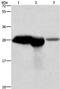 Calbindin 1 antibody, PA5-50366, Invitrogen Antibodies, Western Blot image 