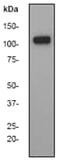 Sirtuin 1 antibody, ab32441, Abcam, Western Blot image 