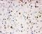 Aryl Hydrocarbon Receptor antibody, LS-C343902, Lifespan Biosciences, Immunohistochemistry frozen image 
