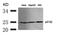 eIF4E antibody, GTX50553, GeneTex, Western Blot image 