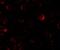 KIAA0931 antibody, GTX31862, GeneTex, Immunofluorescence image 