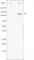 Signal Transducer And Activator Of Transcription 2 antibody, abx011824, Abbexa, Western Blot image 