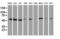 Tubulin Alpha Like 3 antibody, LS-C173509, Lifespan Biosciences, Western Blot image 