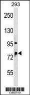 Oxysterol Binding Protein Like 11 antibody, 59-963, ProSci, Western Blot image 