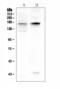 Potassium Voltage-Gated Channel Subfamily H Member 1 antibody, A01036-3, Boster Biological Technology, Western Blot image 