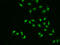 HAP1 antibody, 13-943, ProSci, Immunofluorescence image 