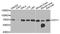 Chromodomain Y-Linked 1B antibody, A9854, ABclonal Technology, Western Blot image 