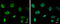 RecQ Like Helicase antibody, GTX100085, GeneTex, Immunofluorescence image 