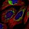 Tu Translation Elongation Factor, Mitochondrial antibody, NBP1-84889, Novus Biologicals, Immunofluorescence image 