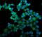 Eukaryotic Translation Termination Factor 1 antibody, M04157, Boster Biological Technology, Immunofluorescence image 