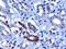 F-Box And WD Repeat Domain Containing 2 antibody, orb18575, Biorbyt, Immunohistochemistry paraffin image 