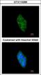 Discs Large MAGUK Scaffold Protein 3 antibody, GTX110289, GeneTex, Immunocytochemistry image 