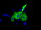 VICKZ family member 2 antibody, TA501267, Origene, Immunofluorescence image 