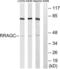 Ras Related GTP Binding C antibody, LS-C120304, Lifespan Biosciences, Western Blot image 