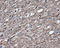 CD36 Molecule antibody, LS-C115009, Lifespan Biosciences, Immunohistochemistry frozen image 