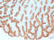 Mucin 5AC, Oligomeric Mucus/Gel-Forming antibody, LS-C744538, Lifespan Biosciences, Immunohistochemistry frozen image 