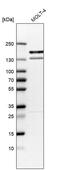 KIF15 antibody, PA5-57305, Invitrogen Antibodies, Western Blot image 