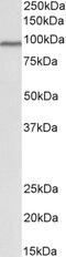 Cullin 3 antibody, TA329091, Origene, Western Blot image 