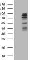 Mitogen-Activated Protein Kinase Kinase Kinase 15 antibody, CF808730, Origene, Western Blot image 