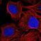 AE Binding Protein 1 antibody, NBP2-55784, Novus Biologicals, Immunocytochemistry image 