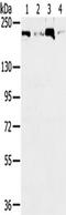 DNA Topoisomerase II Beta antibody, TA351833, Origene, Western Blot image 