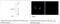 Mitochondrial Ribosomal Protein S22 antibody, MBS003771, MyBioSource, Western Blot image 